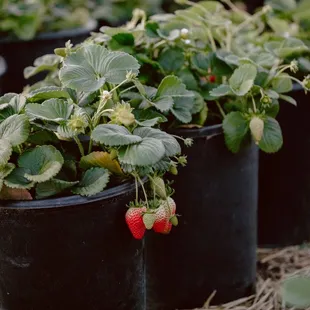 strawberry plants growing in black pots