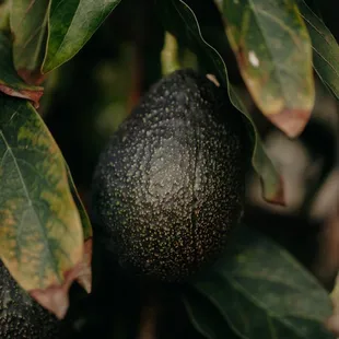two avocados hanging from a tree