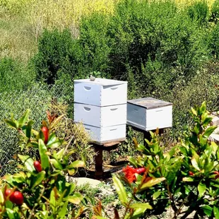 a beehive and a beehive