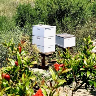 a beehive and a beehive