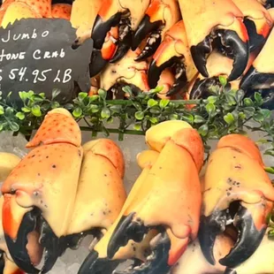 Stone crab! We didn't order it but look at that sight!