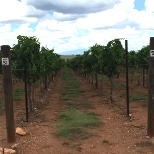 When you visit us, be sure glance at our end-post numbers.  Some will make you say, hmm ...