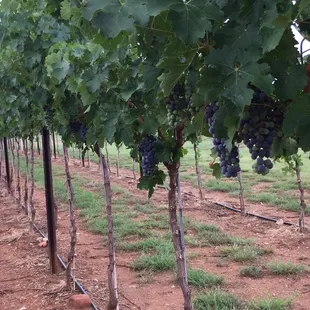 Our youngster-Cabernet Sauvignon vines with their 1st crop.
