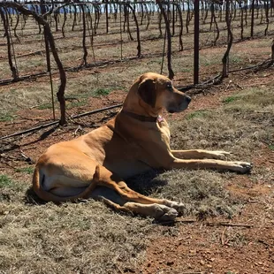 a dog laying on the ground