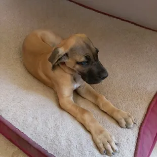 House puppy. Great dane.  See how big she is when you visit!