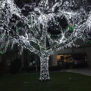 Custom Tree Close Up