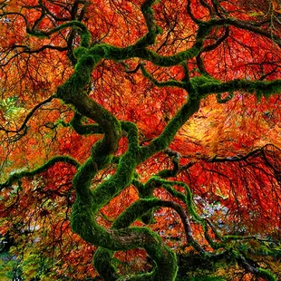 Peter Lik - Infinity Tree