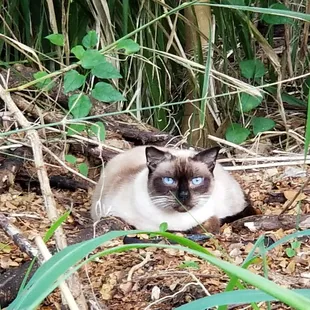 Found this beauty near the trail entrance.  Glad to see this cat is well nourished.