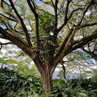 Tree within a tree!