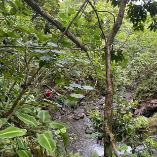 View from middle area of the waterfall ledge
