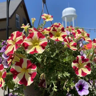 View from the back patio and parking lot of Lil' Charlie's