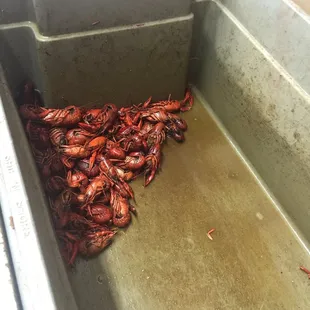 I&apos;m so sad!!!!!!!  #crawfishgonebyebye #soldout
