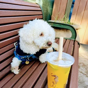 My doggie enjoying my passion fruit boba drink!