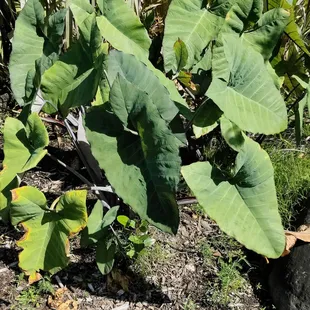 Taro plant