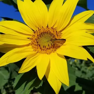 Don't forget to visit the sunflower area in the back!