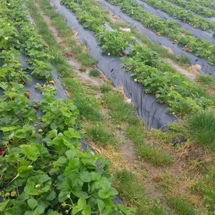 Fields of juicy red strawberries! I'm making a new item everyday!!