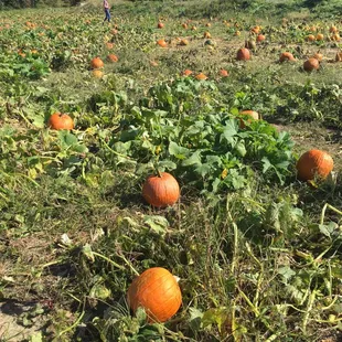 Tons of pumpkins available