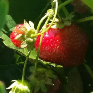 Strawberries do a body good! Fresh picked by you makes them even better!