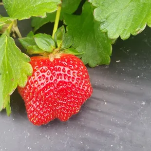 It tastes as good as it looks.