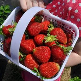 Photo from https://www.localharvest.org/lilley-farms-M51861