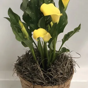 Yellow mini calla lily potted plant designed in a brown wicker basket

featured arrangement: $55.00