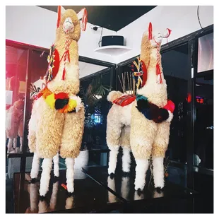 two llamas dressed in costumes
