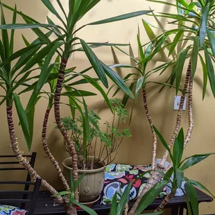 sushi and sashimi, interior