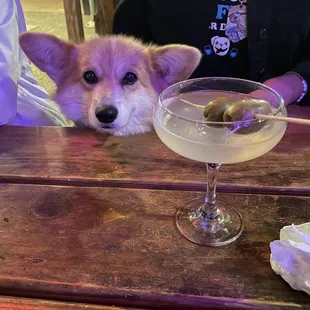 a dog with a martini
