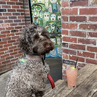 My favorite drink (Paloma) with my favorite four-legged date