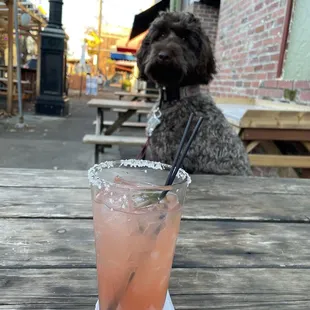 a dog in the background