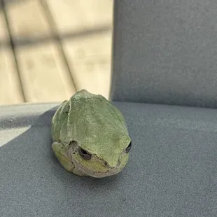 Frog