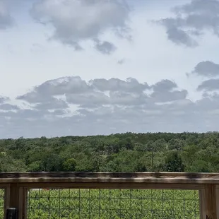 a giraffe in the foreground