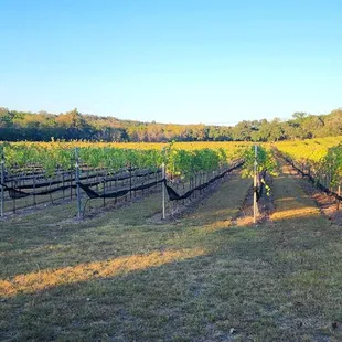 Vineyard