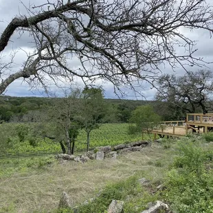 Deck and vineyard
