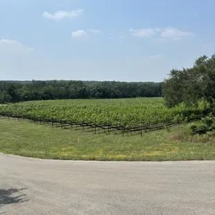 Looking into the vineyard
