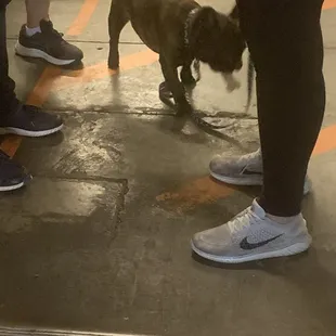 Need to go potty but walking around with treat in mouth