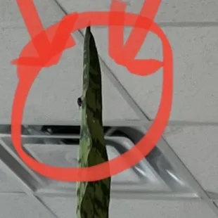 Flies swarming our food at Lins