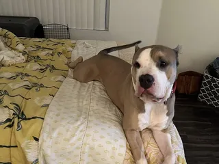 Dank Smoke Shop and Grocery