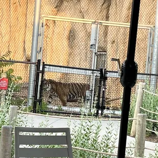 That tiger! I call him Tony.