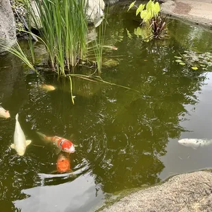 I love koi