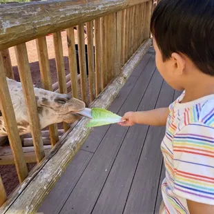 Giraffe feeding