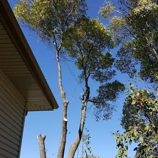 Tearing down a big, backyard ash tree.