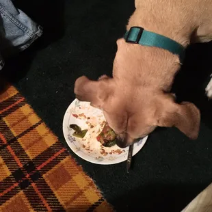 You Got To Feed Your dogs Good , Look at Them Ears !