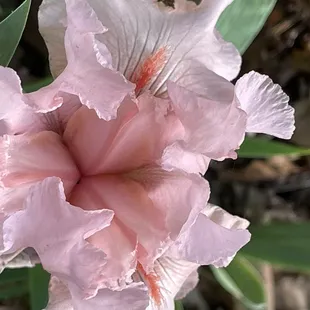 This delicate peach specimen was one of the most fragrant Iris blossoms.