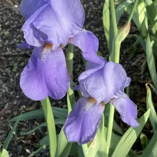 The resplendent classic purple Iris.