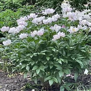 One of the very few still blooming peony plants as of May 13th, 2023.