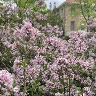 Lilacs- best smell on earth!