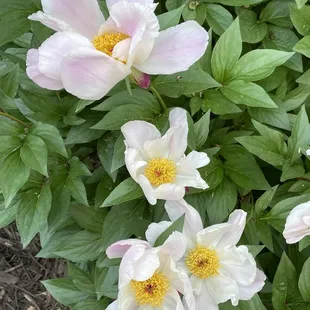 Peonies in the Linda Hall library arboretum