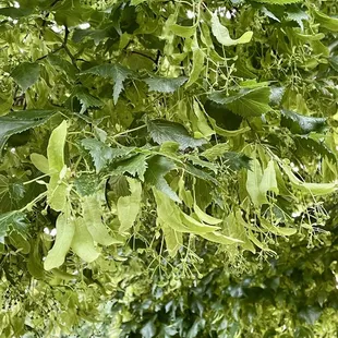 I love the contrast between the deep green Linden tree leaves and their pale seed spreaders.