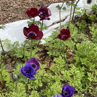 Poppies
